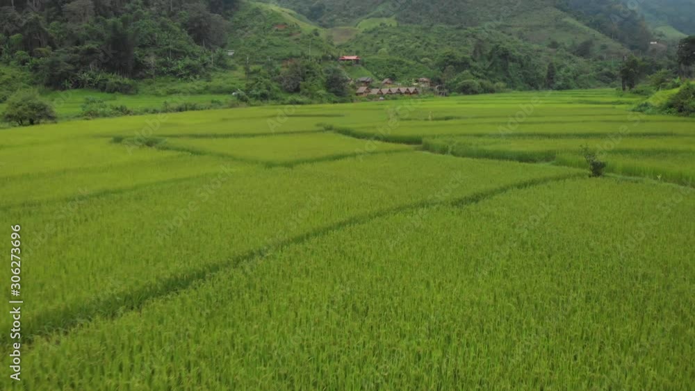 4k drone shot, above big green rice pattern agriculture field, meadow rural, Naan, Thailand, Landscape Aerial day time, season change, plant cultivation, harvesting, yellow spring, rice industry 4k drone shot, above big green rice pattern agriculture field, meadow rural, Naan, Thailand, Landscape Aerial day time, season change, plant cultivation, harvesting, yellow spring, rice industry