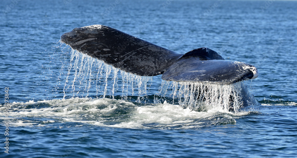Fototapeta premium Tail fin of the mighty humpback whale Megaptera novaeangliae. Pacific ocean near the Gulf of California also known as the Sea of Cortez.