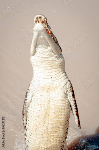Crocodile standing showing under belly 