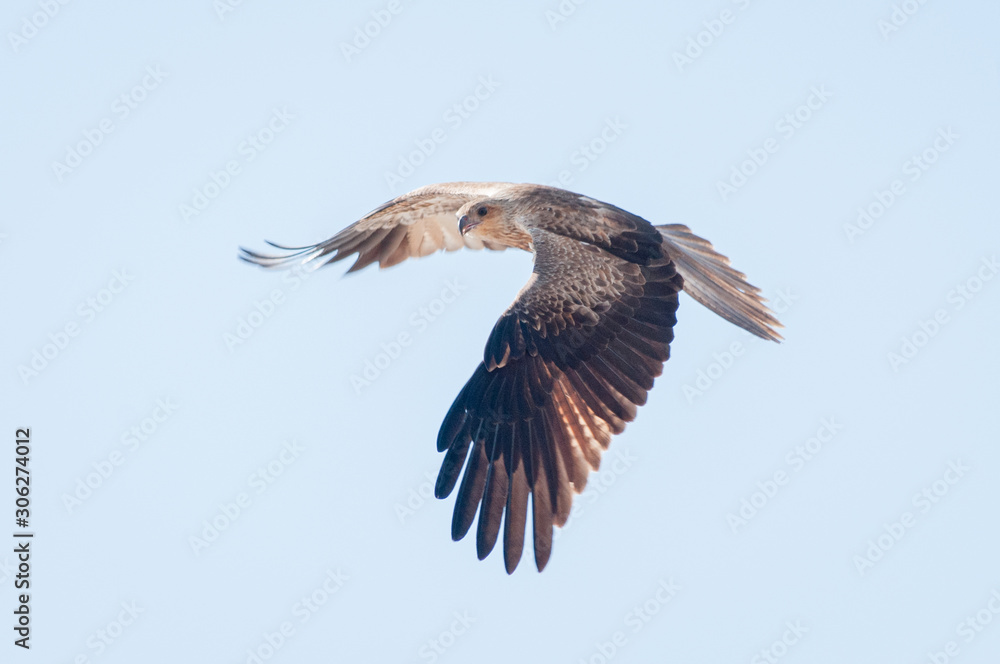 Northern Territory Kite eagle flying wings open wide Northern Territory Kite eagle flying wings open wide