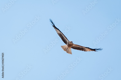 Northern Territory Kite eagle flying wings open wide