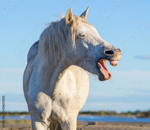 Funny portrait of a laughing horse. Camargue white horse yawning, looking like he is laughing. Close up portrait. photo