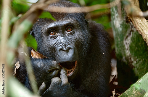 Fotografia Portrait of a western lowland gorilla (Gorilla gorilla gorilla) close up at a short distance