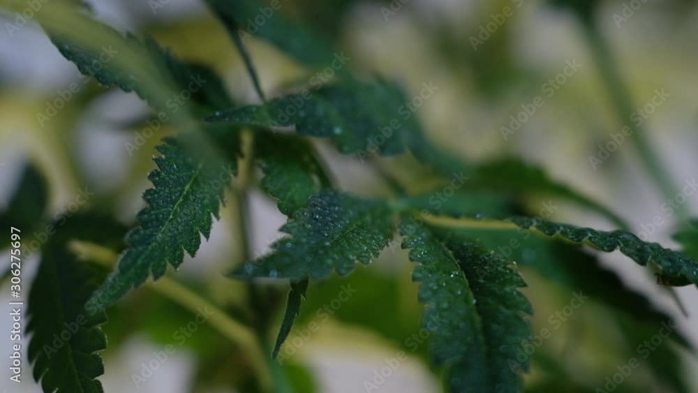 Blooming female marijuana sprout develops in the wind against a ballroom background. 4k. close up. macro. production of medical cannabis Blooming female marijuana sprout develops in the wind against a ballroom background. 4k. close up. macro. production of medical cannabis