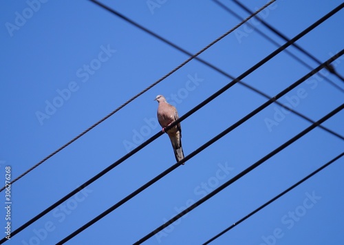 Birds perched on messy wires And with blue sky background.