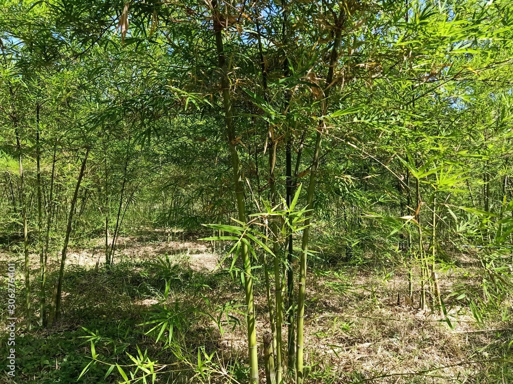 trees in the forest