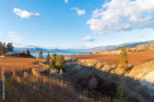 Panoramic view of Naramata Bench vineyards in autumn with Okanagan Lake in distance