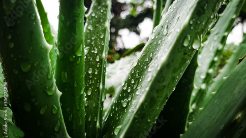 aloe vera in garden with water drops