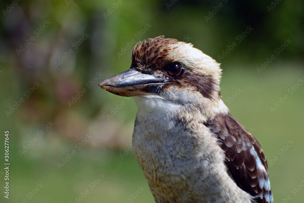 Portrait of a Kookaburra Portrait of a Kookaburra