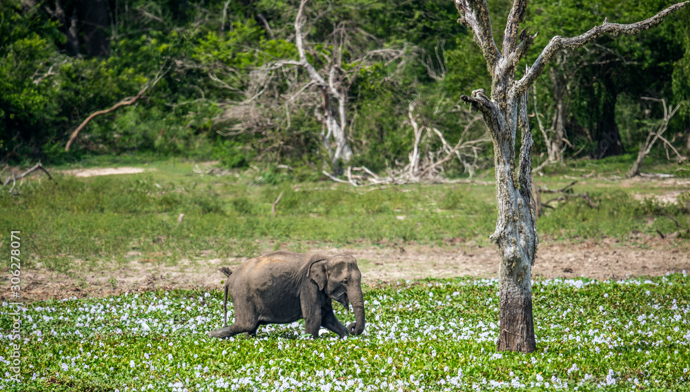 The  adult  Male of Sri Lankan elephant (Elephas maximus maximus) feeding on the swamp. Natural Habitat. Sri Lanka.