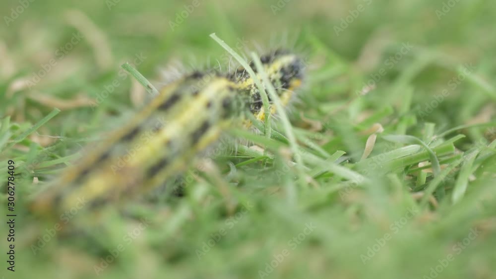 yellow caterpillar crawling in grass macro shot 4k yellow caterpillar crawling in grass macro shot 4k