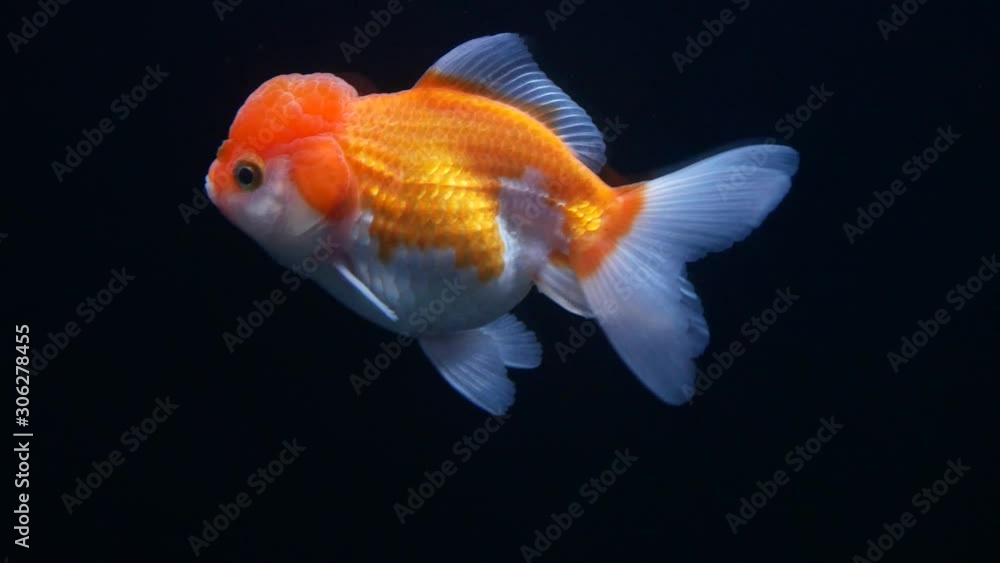 Orange goldfish swimming on black background. Orange goldfish swimming on black background.