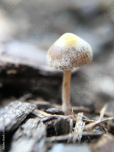 fungi mushroom growing in healthy garden soil