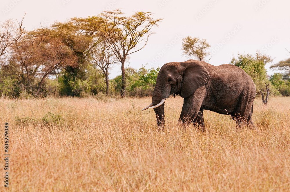 Obraz premium Big African elephant in grass field of Serengeti Savanna - African Tanzania Safari trip