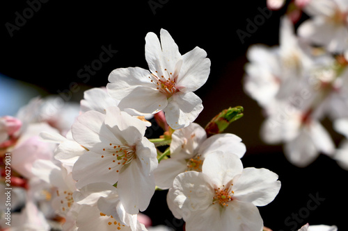 Cherry blossom at Osaka  Japan