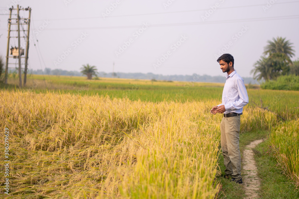 Portrait of young Indian Farmer wearing formal dress in green paddy field. Portrait of young Indian Farmer wearing formal dress in green paddy field.