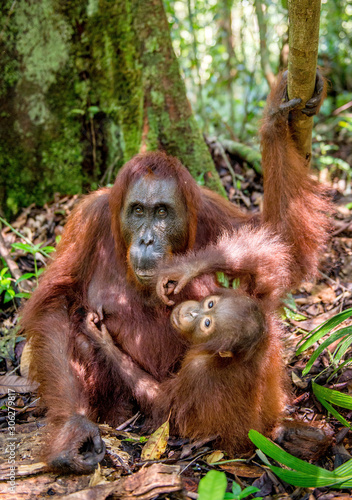 Orangutan baby and mother. Mother and cub in a natural habitat. Bornean orangutan (Pongo pygmaeus wurmbii) in the wild nature. Rainforest of Island Borneo. Indonesia.