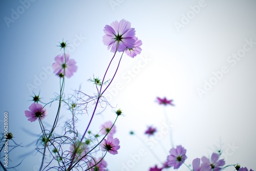 光を浴びた秋桜の花