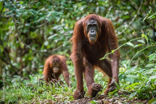 Bornean orangutan in the wild nature. Central Bornean orangutan ( Pongo pygmaeus wurmbii )  in natural habitat. Tropical Rainforest of Borneo.Indonesia