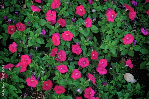 鮮やかな赤い花