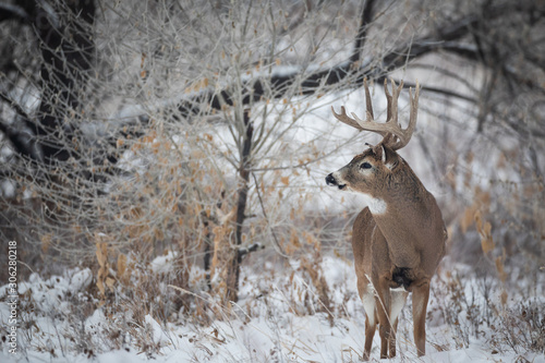 Whitetail Buck in Snow