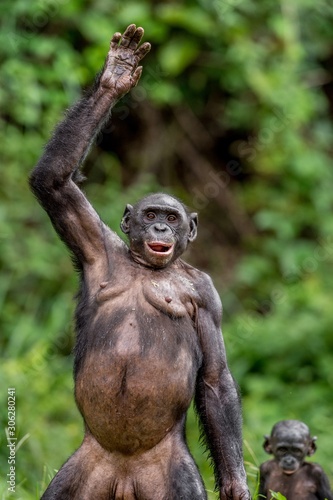 Bonobo with cub. © Uryadnikov Sergey