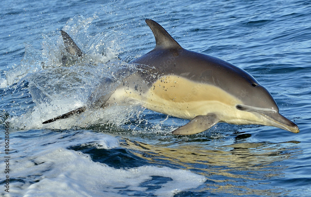Fototapeta premium Dolphin, swimming in the ocean. Dolphin swim and jumping from the water. The Long-beaked common dolphin (scientific name: Delphinus capensis) in atlantic ocean.