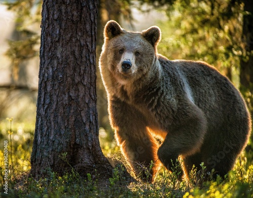 Wild adult Brown Bear ( Ursus Arctos ) in the summer forest.