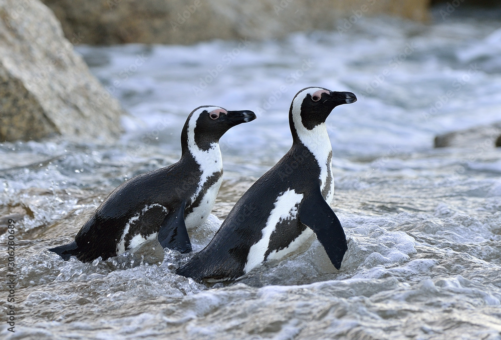 Obraz premium African penguins (spheniscus demersus) go ashore from the ocean. South Africa.