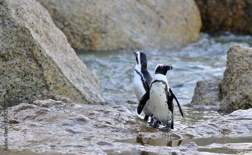African penguins (spheniscus demersus) go ashore from the ocean. South Africa.