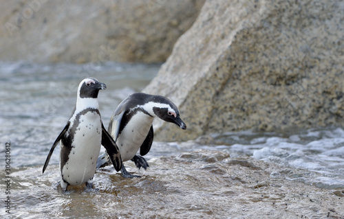 African penguins  spheniscus demersus  go ashore from the ocean. South Africa.