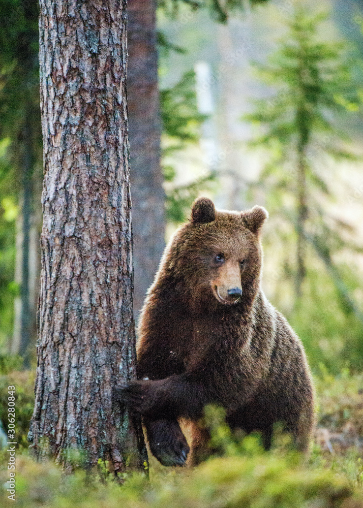 Wild adult Brown Bear ( Ursus Arctos ) in the summer forest. Wild adult Brown Bear ( Ursus Arctos ) in the summer forest.