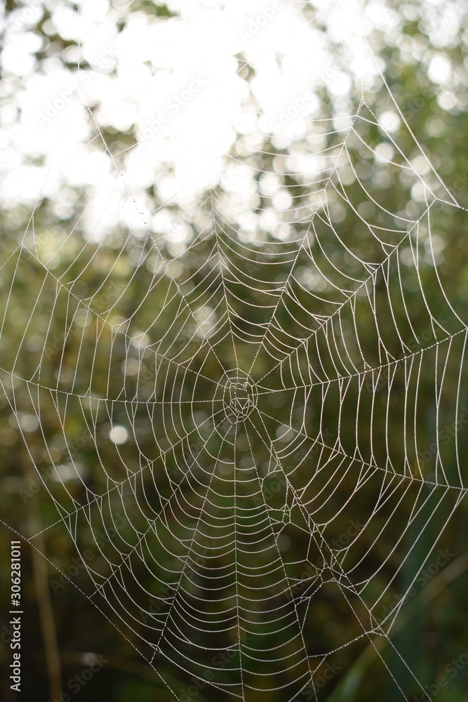 Dew on a spiderweb in the field