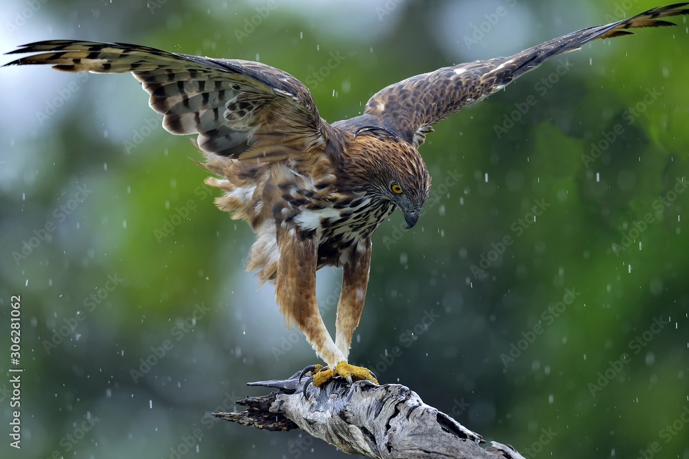 Fototapeta premium Predator bird on the tree. The changeable hawk-eagle or crested hawk-eagle (Nisaetus cirrhatus). Yala National Park. Sri Lanka