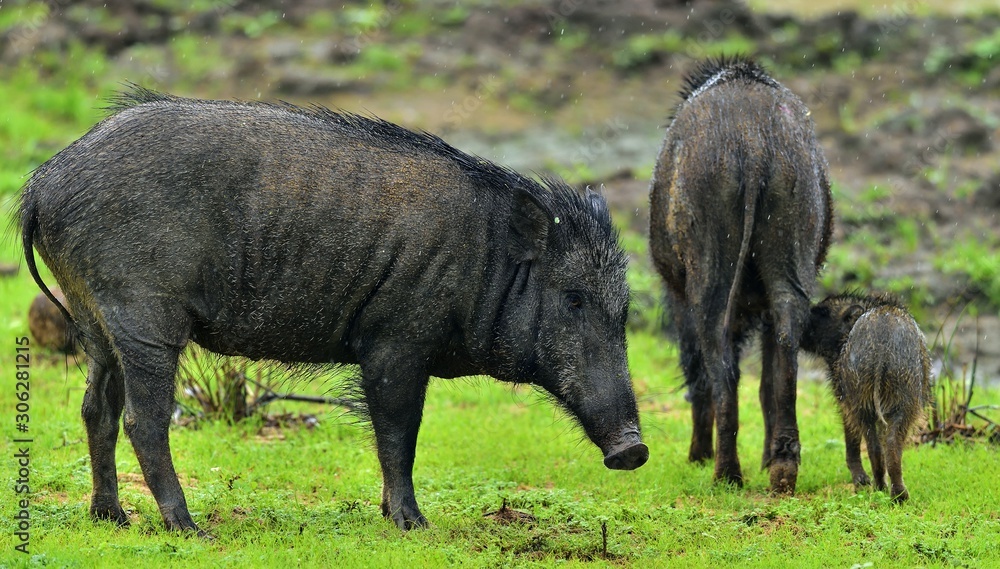 The Indian boar (Sus scrofa cristatus), also known as the Andamanese pig or Moupin pig. Yala national park. Sri Lanka The Indian boar (Sus scrofa cristatus), also known as the Andamanese pig or Moupin pig. Yala national park. Sri Lanka