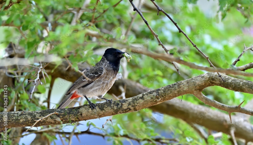 The red-vented bulbul (Pycnonotus cafer) is a member of the bulbul family of passerines. Sri Lanka. Yala National Park. The red-vented bulbul (Pycnonotus cafer) is a member of the bulbul family of passerines. Sri Lanka. Yala National Park.