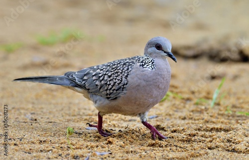 The spotted dove (Spilopelia chinensis) walk on the sand