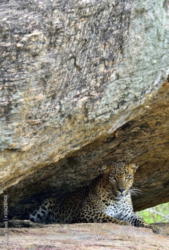 Fototapeta Naklejka Na Ścianę i Meble -  Leopard on a rock. The Female of Sri Lankan leopard (Panthera pardus kotiya). Sri Lanka. Yala National Park.