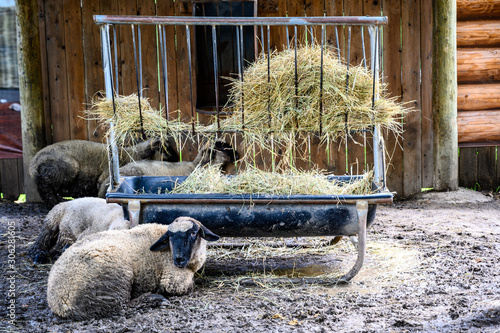 Canvas Print sheep in a dirt floor pin with a hay feeding trough