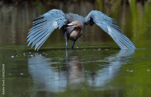 Foto Little Blue Heron (Egretta caerulea) fishing, goes on water