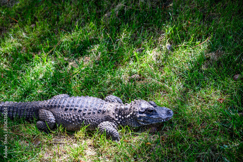 Chinese Alligator resting in grass