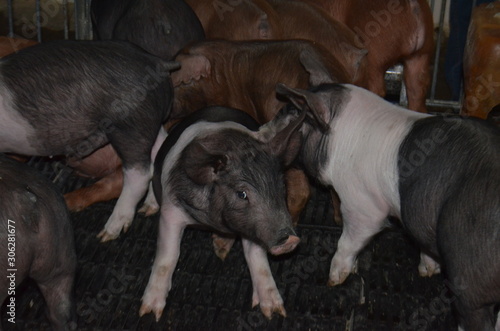 Cría de cerdo, ganado porcino