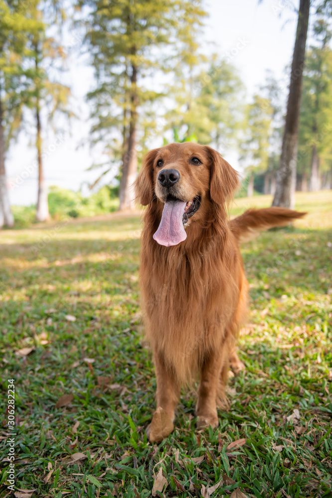 Cute golden retriever standing on the grass Cute golden retriever standing on the grass