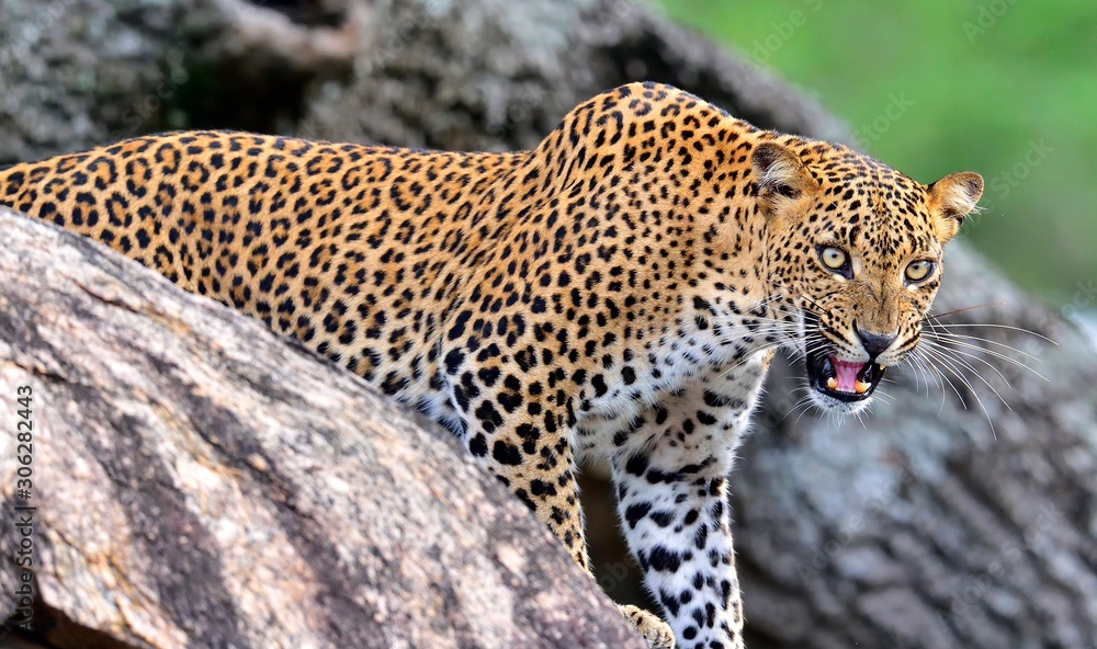 Leopard roaring. Leopard on a stone. The Sri Lankan leopard (Panthera pardus kotiya) female. Yala National Park. Sri Lanka Leopard roaring. Leopard on a stone. The Sri Lankan leopard (Panthera pardus kotiya) female. Yala National Park. Sri Lanka