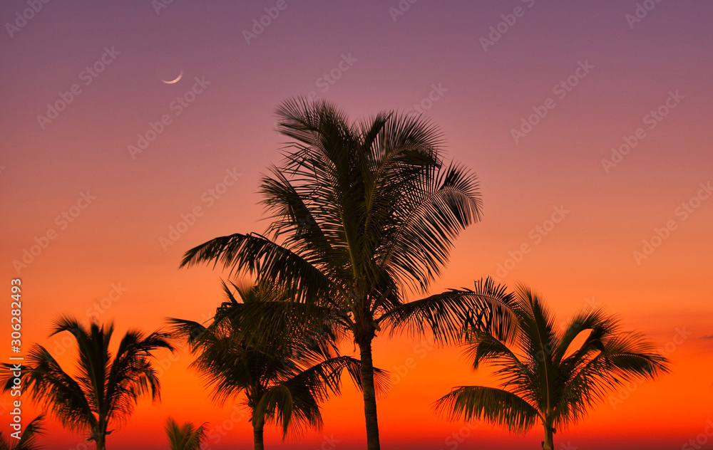 campeche palm trees sunset