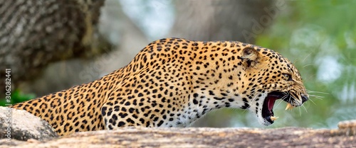 Leopard roaring. Leopard on a stone. The Sri Lankan leopard (Panthera pardus kotiya) female. Yala National Park. Sri Lanka