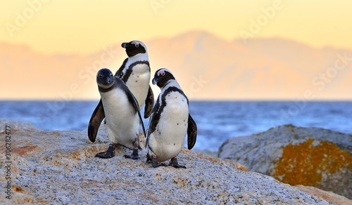 African penguins (spheniscus demersus) The African penguin on the shore in  evening twilight above red sunset sky.