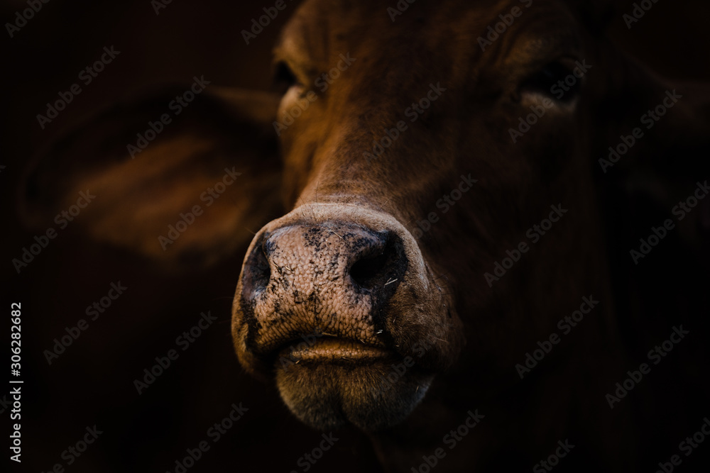 Cow Nose 