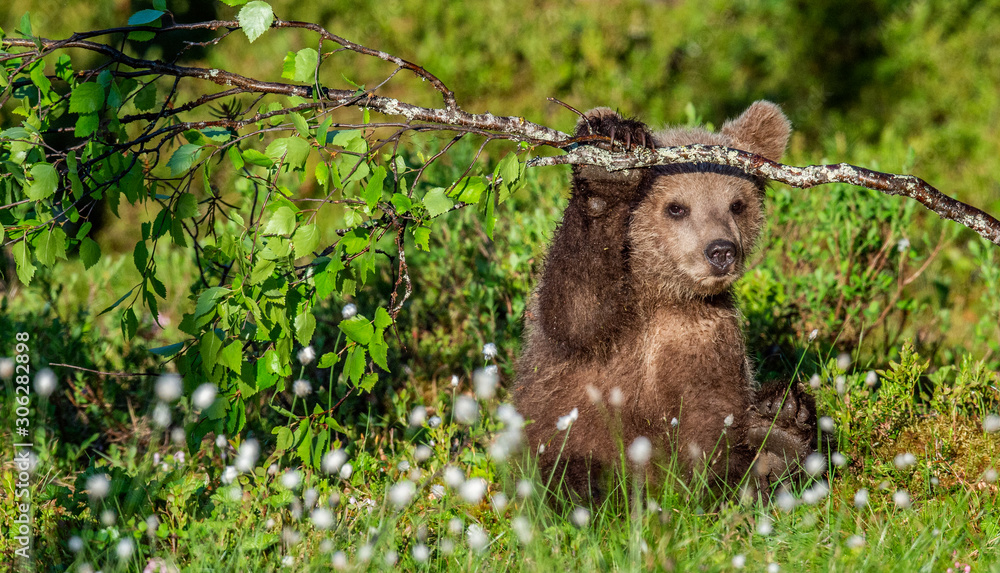 Obraz premium Brown Bear Cub play with birch branch in summer forest among white flowers. Scientific name: Ursus arctos. Natural Green Background. Natural habitat.