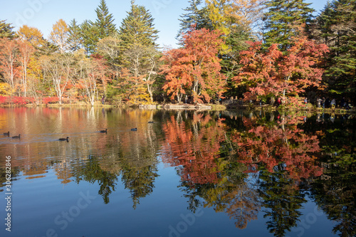 秋の軽井沢の雲場池 © あおい